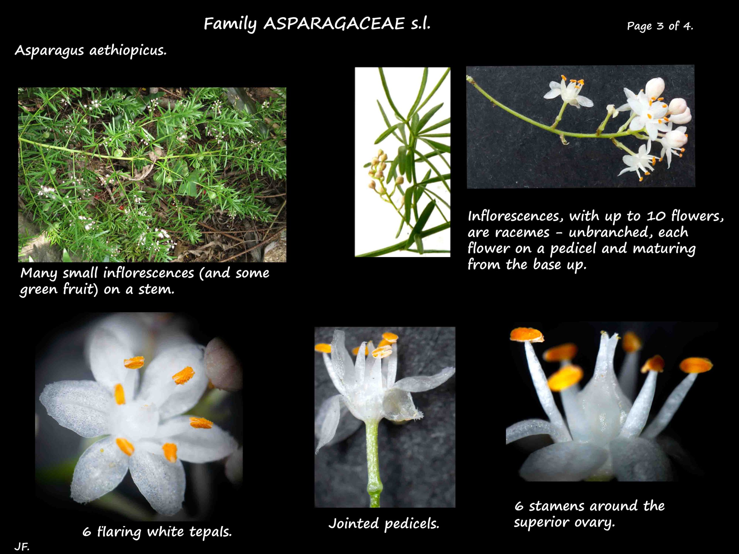 3 Asparagus aethiopicus flowers